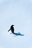 Adelie penguin (Pygoscelis adeliae) on the ice in Antarctica,Antarctica