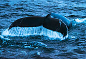Fluke eines Buckelwals (Megaptera novaeangliae) mit Spritzern beim Abtauchen von der Oberfläche in der Antarktis,Antarktis