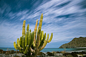 Cactus stands along the edge of the ocean,Baja California,Mexico