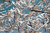 Flock of Caspian terns (Sterna Caspia) at Punta Belcher on Isla Magdalena,Baja California,Mexico