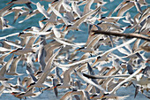 Schwarm Kaspische Seeschwalben (Sterna Caspia) bei Punta Belcher auf der Isla Magdalena, Baja California, Mexiko