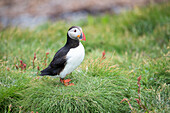 Nahaufnahme eines Papageientauchers (Fratercula arctica) im Gras auf der Insel Vigur in der Isafjordur-Bucht, Island