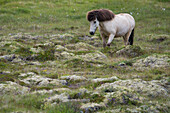 Icelandic horse (Equus ferus caballus) walking through a rocky field in Iceland,Akureyri,Iceland