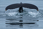 Fluke eines Buckelwals (Megaptera novaeangliae) mit Spritzern beim Abtauchen von der Oberfläche in Island,Island
