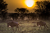 Ein Paar Gnus bei Sonnenaufgang im Serengeti-Nationalpark in Tansania, Tansania