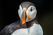 Close-up portrait of an Atlantic,or Common Puffin (Fratercula arctica) at Machias Seal Island,Cutler,Maine,United States of America