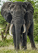 Nahaufnahme eines männlichen Elefanten (Loxodonta africana) mit großen Stoßzähnen, der im Busch auf Chief's Island, Okavango Delta, Botswana, steht
