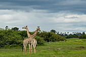 Männliche und weibliche Giraffe auf den Ebenen des Okavango-Deltas, Okavango-Delta, Botswana