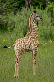 Close-up portrait of the profile view of a young giraffe,Okavango Delta,Botswana