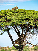Löwe (Panthera leo) klettert auf einen Baum, um einen Leoparden (Panthera pardus) zu verfolgen, im Serengeti-Nationalpark, Tansania
