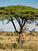 Löwe (Panthera leo) klettert auf einen Baum bei der Verfolgung eines Leoparden (Panthera pardus) im Serengeti-Nationalpark, Tansania