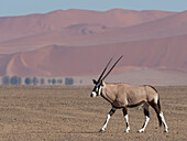 Gemsbockantilope (Oryx gazella) wandert in der Wüste im Namib-Naukluft Park, Sossusvlei, Namibia