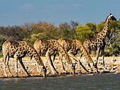 Angolanische Giraffen (Giraffa giraffa angolensis) stellen sich an einer Wasserstelle im Etosha-Nationalpark, Okaukuejo, Kunene, Namibia, zum Trinken auf