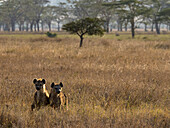 Ein Paar Tüpfelhyänen (Crocuta crocuta) im Serengeti-Nationalpark, Tansania