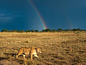 Female lion (Panthera leo) stalks in Serengeti National Park with stormy skies and a rainbow in the background,Kogatende,Tanzania