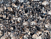 Large herd of wildebeest migrate across the Mara River in Serengeti National Park,Kogatende,Tanzania