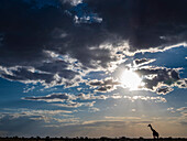 Masai-Giraffe (Giraffa camelopardalis tippelskirchii) im Schatten der Sonne in der Ferne im Serengeti-Nationalpark, Kogatende, Tansania