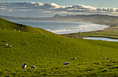 Schafe grasen auf einer Bergweide in der Nähe von Katiki Point, Moeraki, Katiki Point, Südinsel, Neuseeland