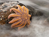 Seestern klammert sich bei Ebbe an einen Felsen am Motukiekie-Strand, Greymouth, Südinsel, Neuseeland