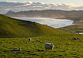 Sheep graze in hillside pastures near Katiki Point,Moeraki,Katiki Point,South Island,New Zealand