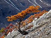 Blicke entlang des Wanderweges zum Mirador de Las Torres mit dem Höhepunkt der Herbstfärbung einer schiefen Südbuche an einem felsigen Hang im Torres del Paine National Park, Patagonien, Chile