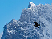 Andenkondor (Vultur gryphus) fliegt zwischen den Gipfeln des Torres del Paine Nationalparks, Patagonien, Chile