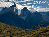 Zwei Guanakos (Lama guanicoe) und die Bergkulisse im Torres del Paine National Park, Patagonien, Chile