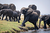 Afrikanische Buschelefanten (Loxodonta africana) klettern aus einem Fluss im Chobe National Park, Chobe, Botswana