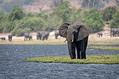 Portrait of an African bush elephant (Loxodonta africana) standing on a river island with herd in the background in Chobe National Park,Chobe,Botswana