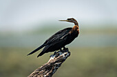 Portrait of African darter (Anhinga rufa) in profile,perched on a dead log stained with guano,looking back over it's shoulder in Chobe National Park,Chobe,Botswana