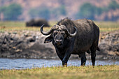 Portrait of a cape buffalo (Syncerus caffer caffer) walking along the riverbank watching the camera in Chobe National Park,Chobe,Bostwana