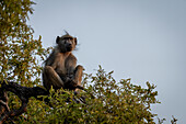 Porträt eines Chacma-Pavians (Papio ursinus), der auf einem Baum sitzt und in den blauen Himmel schaut, im Chobe-Nationalpark, Chobe, Botsuana