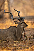 Nahaufnahme eines männlichen, großen Kudu (Tragelaphus strepsiceros), der im Schatten auf dem Boden liegt, im Chobe-Nationalpark, Chobe, Bostwana