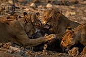 Nahaufnahme eines männlichen Löwen, der eine Löwin anknurrt, während er in der Savanne Beute frisst, im Chobe-Nationalpark, Chobe, Botswana