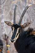 Nahaufnahme einer Rappenantilope (Hippotragus niger), die sich der Kamera zuwendet, im Chobe-Nationalpark,Chobe,Botsuana