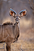 Nahaufnahme eines jungen, männlichen, großen Kudu (Tragelaphus strepsiceros), der in der Savanne steht und in die Kamera starrt, im Chobe-Nationalpark, Chobe, Botswana