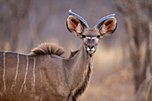 Nahaufnahme eines jungen, männlichen, großen Kudu (Tragelaphus strepsiceros), der in der Savanne steht und in die Kamera starrt, im Chobe-Nationalpark, Chobe, Bostwana