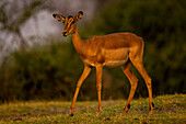 Nahaufnahme eines weiblichen Impalas (Aepyceros melampus) beim Überqueren eines Grashangs im Chobe-Nationalpark,Chobe,Bostwana