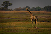 Porträt einer weiblichen Südlichen Giraffe (Giraffa giraffa), die auf kurzem Gras in der Savanne steht und sich der Kamera zuwendet, im Chobe-Nationalpark, Chobe, Botswana
