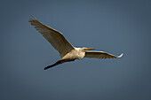 Nahaufnahme eines Silberreihers (Ardea alba) bei strahlend blauem Himmel im Chobe-Nationalpark, Chobe, Botsuana