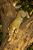 Leopard (Panthera pardus) klettert im Schatten eines gegabelten Baumes im Chobe-Nationalpark, Chobe, Botsuana