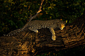 Portrait of a leopard (Panthera pardus) lying on a thick tree branch,letting its front leg dangle down and watching camera in Chobe National Park,Chobe,Botswana