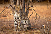 Porträt eines Leoparden (Panthera pardus), der auf sandigem Boden neben einem abgestorbenen Baum sitzt und nach rechts abbiegt im Chobe National Park,Chobe,Botswana