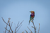 Portrait of a lilac-breasted roller (Coracias caudatus),perched on thin branch,on treetops against a blue sky,turning head,with catchlight,Chobe National Park,Chobe,Botswana