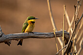 Close-up portrait of a Little bee-eater (Merops pusillus) perched on a dead branch with catchlight in Chobe National Park,Chobe,Botswana