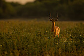 Ein männlicher Impala,(Aepyceros melampus) steht zwischen hohen Pflanzen in der Savanne und starrt in die Kamera im Chobe National Park,Chobe,Bostwana