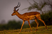 Nahaufnahme eines männlichen Impalas (Aepyceros melampus), der an einem grasbewachsenen Flussufer in der Savanne entlangläuft, im Chobe-Nationalpark, Chobe, Bostwana