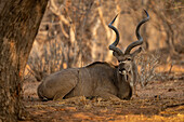 Nahaufnahme eines männlichen Großen Kudu (Tragelaphus strepsiceros), der im Schatten eines Baumes im Chobe-Nationalpark, Chobe, Botswana, auf dem Boden liegt