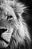 Mono,close-up detail of half of a male lion face and head,(Panthera leo) portrait,in Chobe National Park,Chobe,Botswana