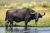 Porträt eines schlammigen Kaffernbüffels (Syncerus caffer), der im seichten Wasser steht, Flussgras frisst und in die Kamera schaut, im Chobe-Nationalpark, Chobe, Botswana